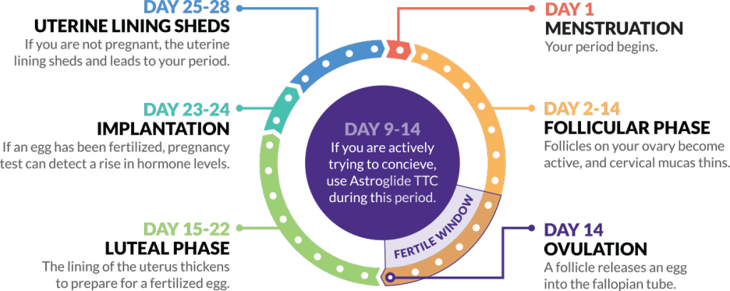 Mengandung Selepas Haid Kaylynnrtl