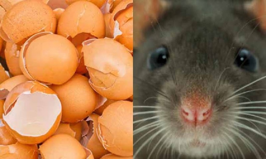 Cara Halau Tikus Dalam Rumah / Cara Halau Tikus Masuk Rumah ! Chegu