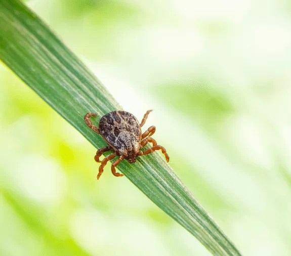 Ticks How they transmit diseases and how can we prevent their bites?