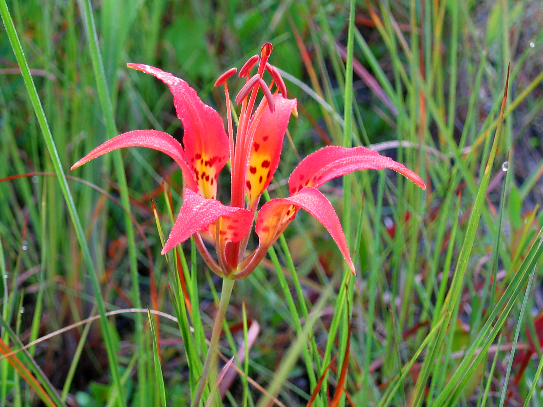 HOLLY SHELTER SOUTHEAST NORTH CAROLINA COAST