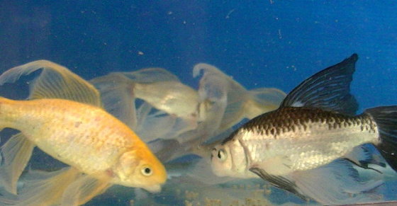 亘理鐡魚愛好会
