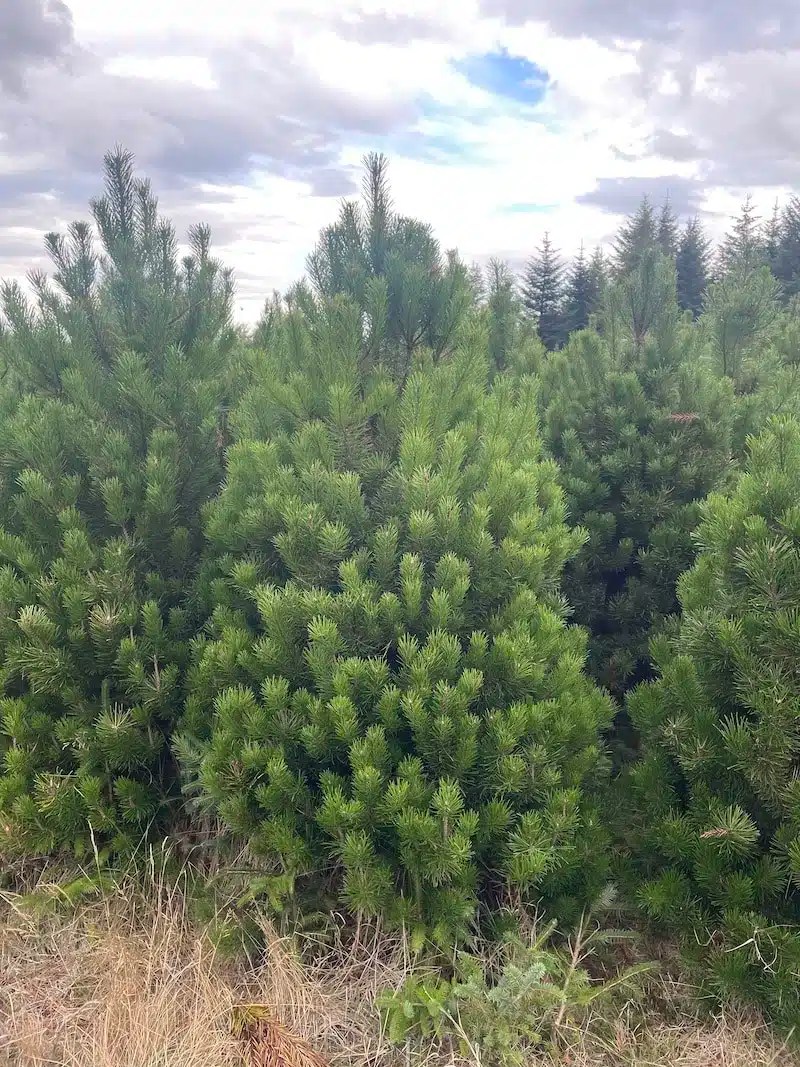 Lodgepole Pine Christmas Trees Send Me a Christmas Tree