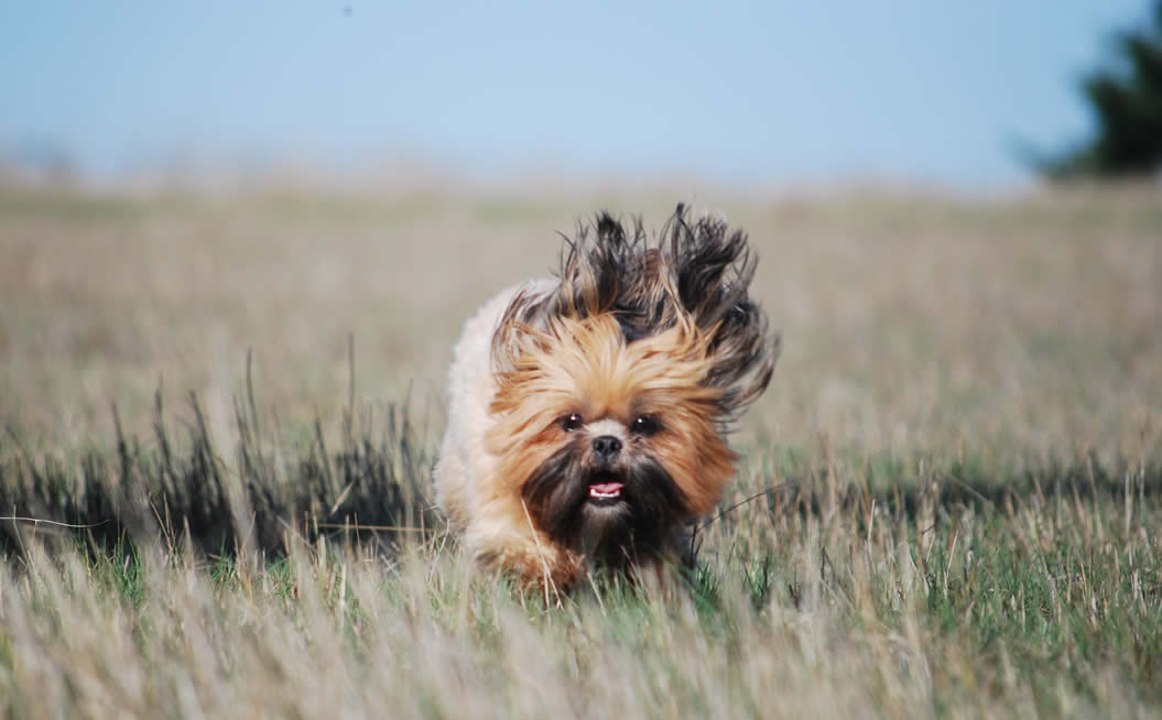 Dog and Pet Grooming Eugene, OR Send Rover Over Pet Salon