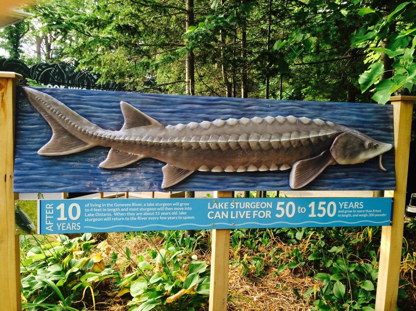 Lake Sturgeon Restoration in the Genesee River A Success Story of