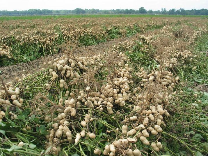 Kaffrine prête à écouler ses récoltes d’arachide