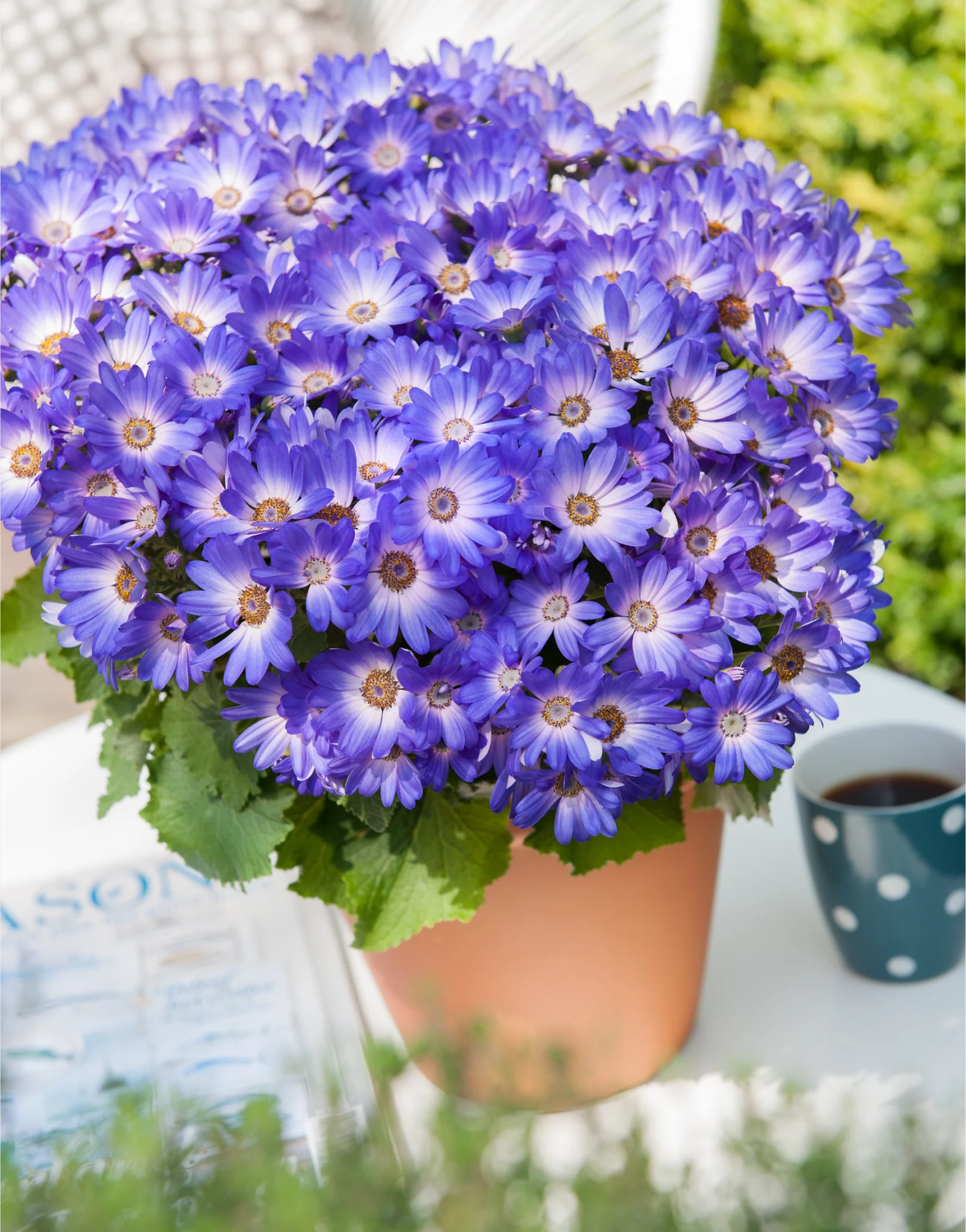 is a completely new collection of Pericallis hybrids