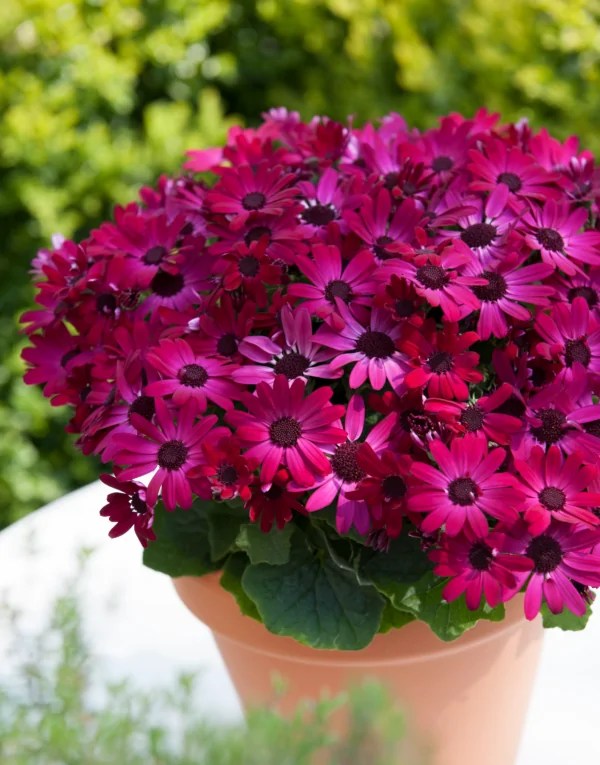 is a completely new collection of Pericallis hybrids