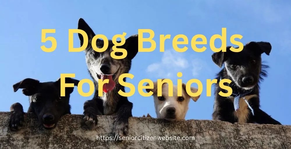 5 Best Dog Breeds For Seniors And Their Traits