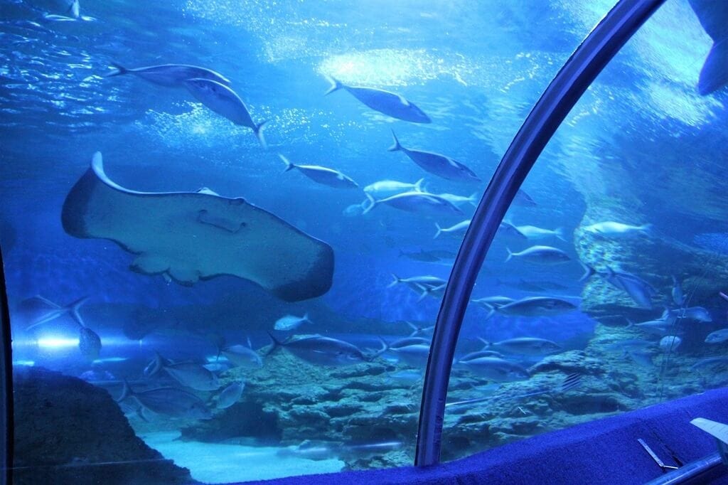 AQWA The Aquarium of Western Australia, Hillarys Seniors / Over 55's