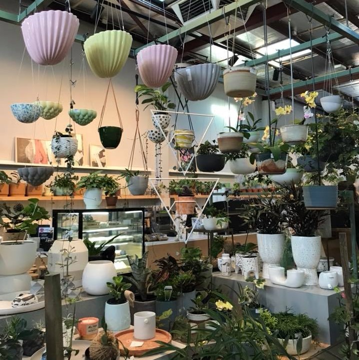 Where to Buy Indoor Plants in Perth