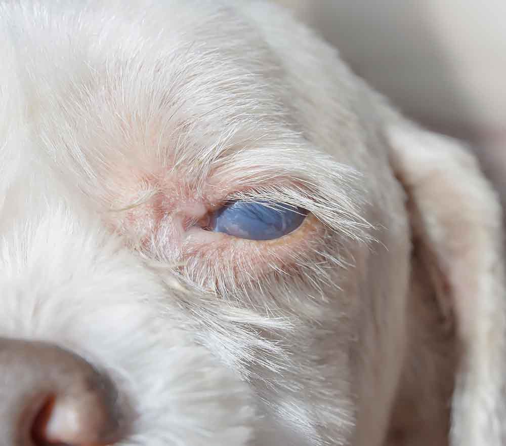 Albums 103+ Pictures Pictures Of Dry Eye In Dogs Stunning