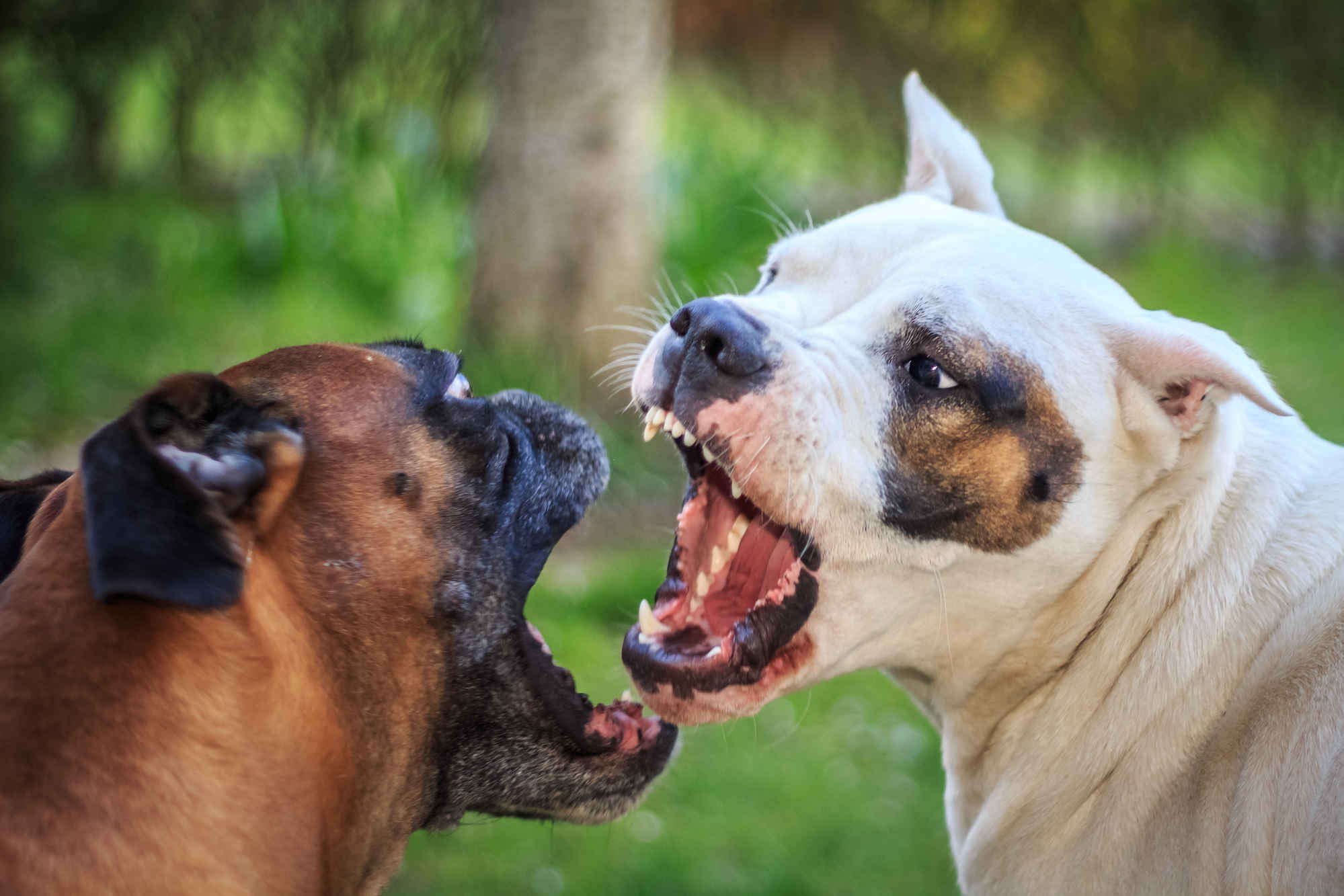 What Kind Of Dogs Are Used In Dog Fighting