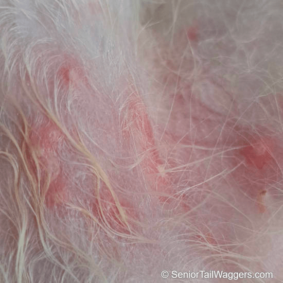 Pustules on Dog's Skin w/Pictures Top Causes & What to Do