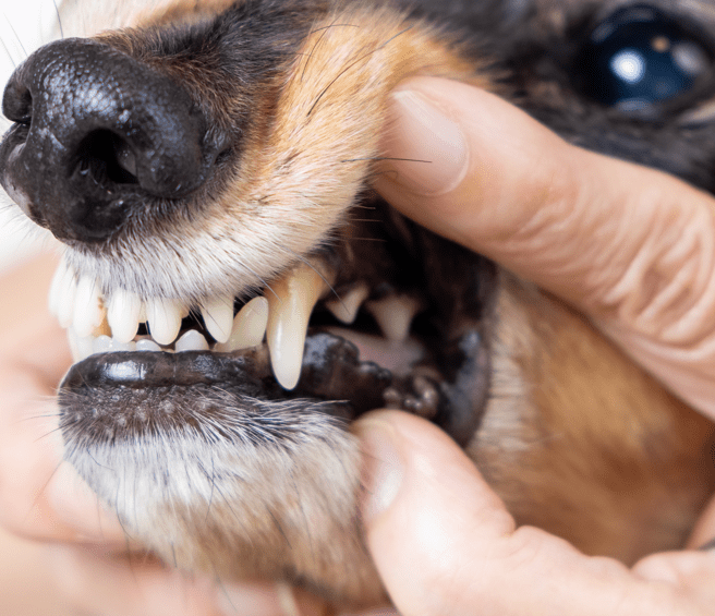 Gum Dehydration in Dogs What it Looks Like [With Pictures & Vet Advice]