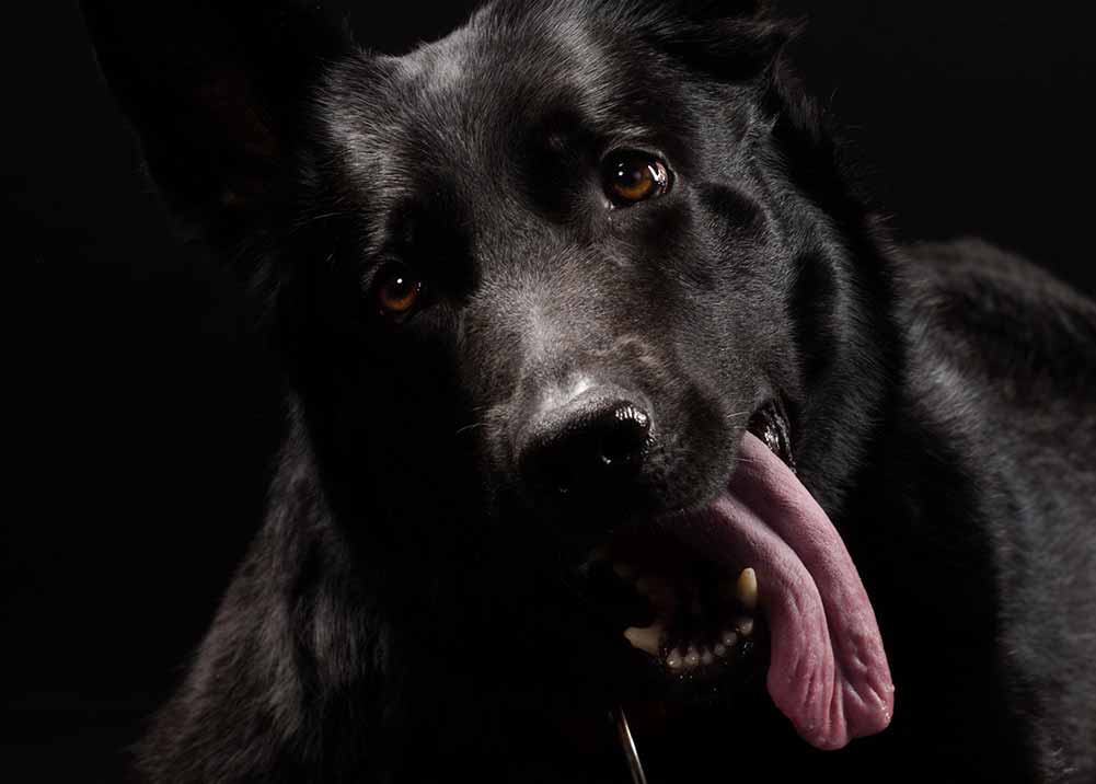 6 Reasons Old Dogs Start Panting At Night - What To Do