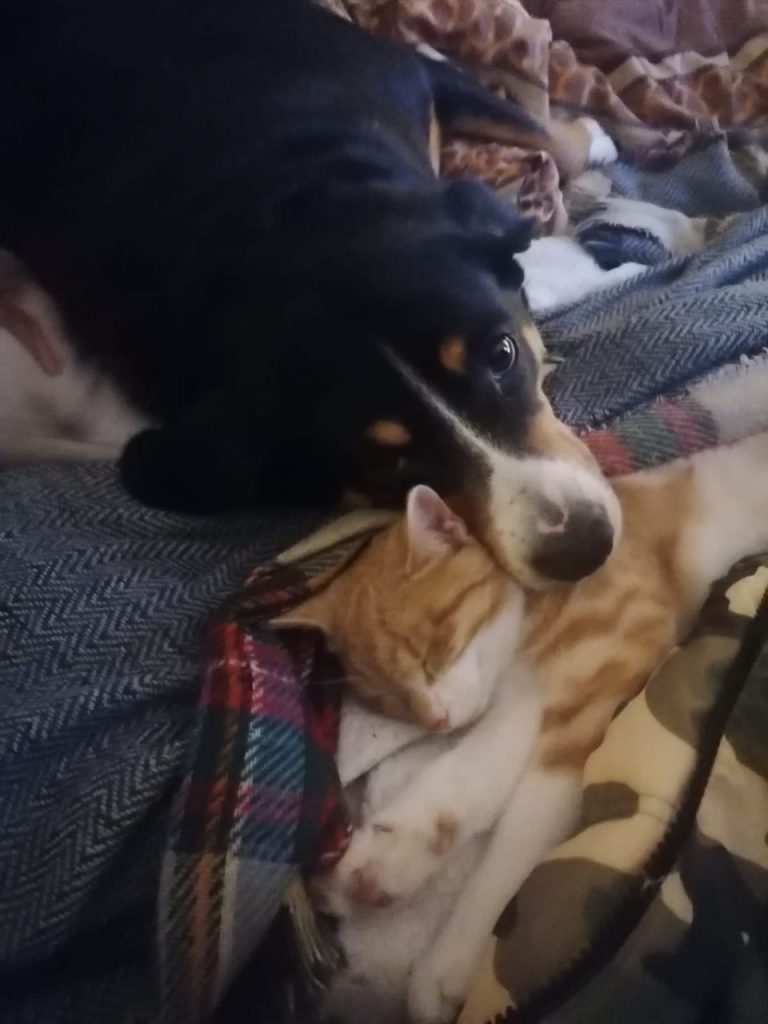 Hund und Katze wie vertragen sich die ? Gretes Sennenhunde Blog