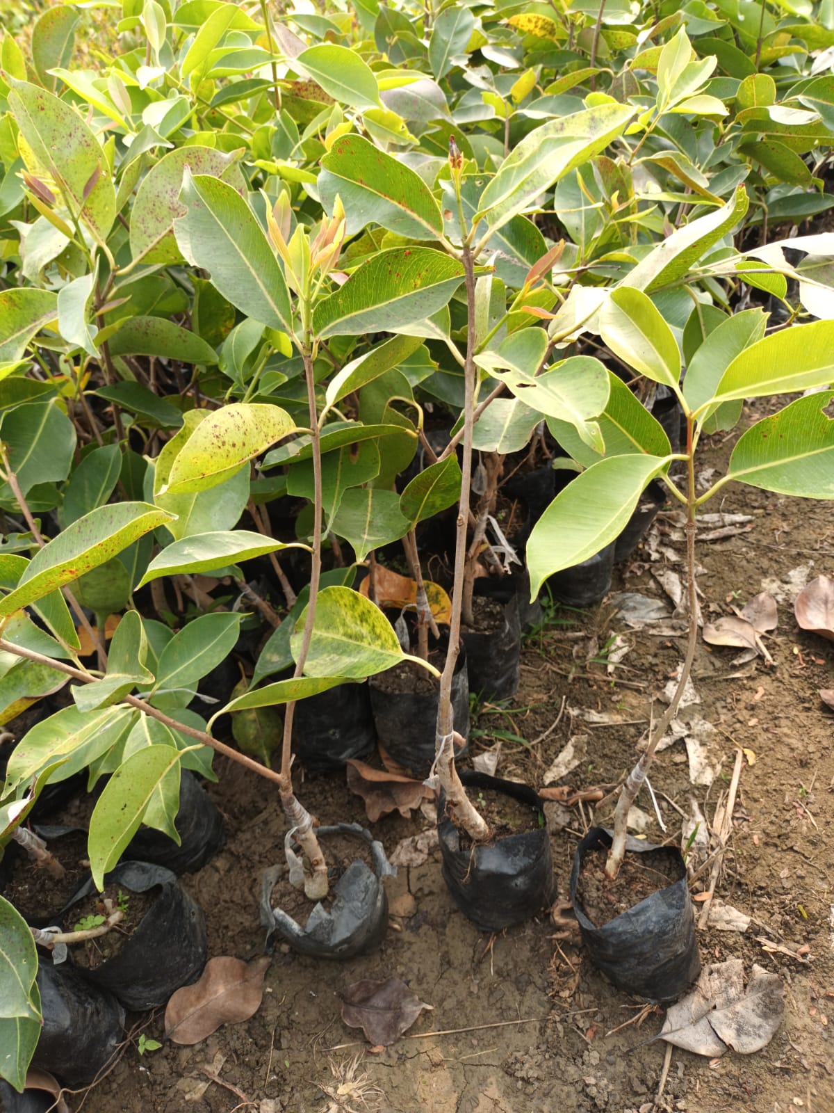 Black jamun SEN NURSERY