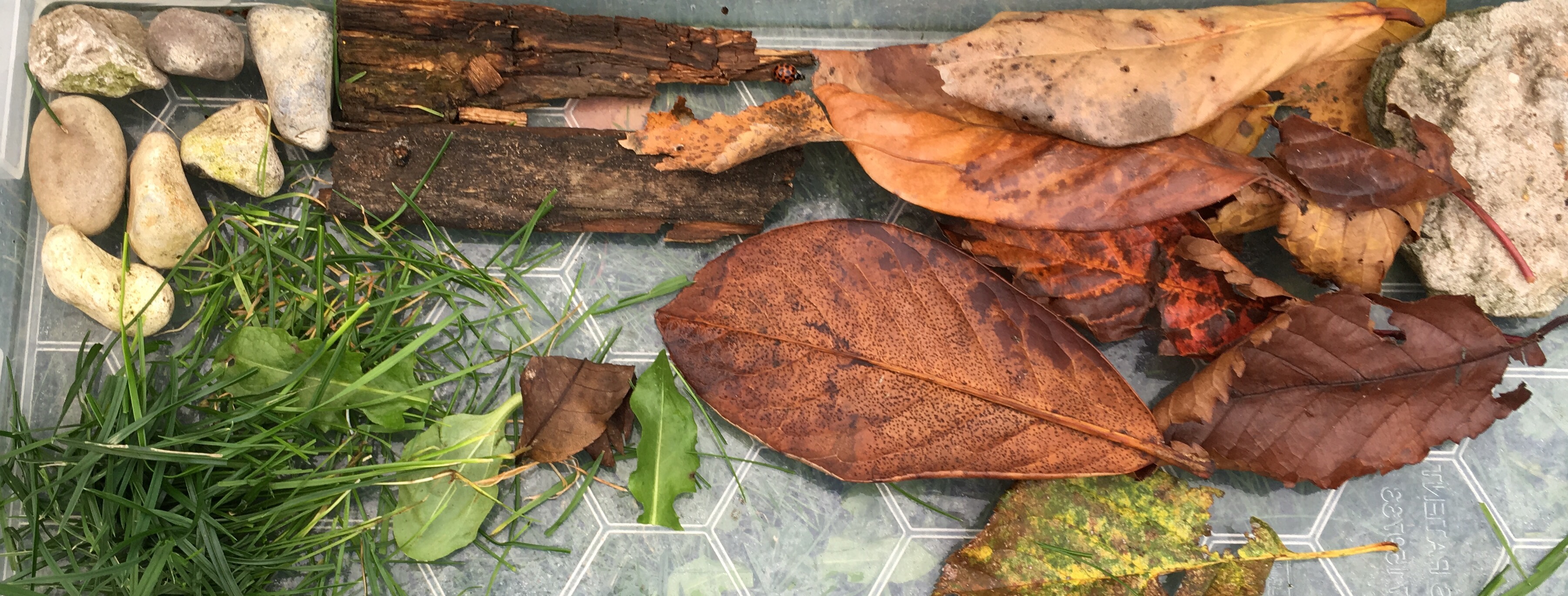 How to Make a MiniBeast Garden with the Kids The SEN Resources Blog