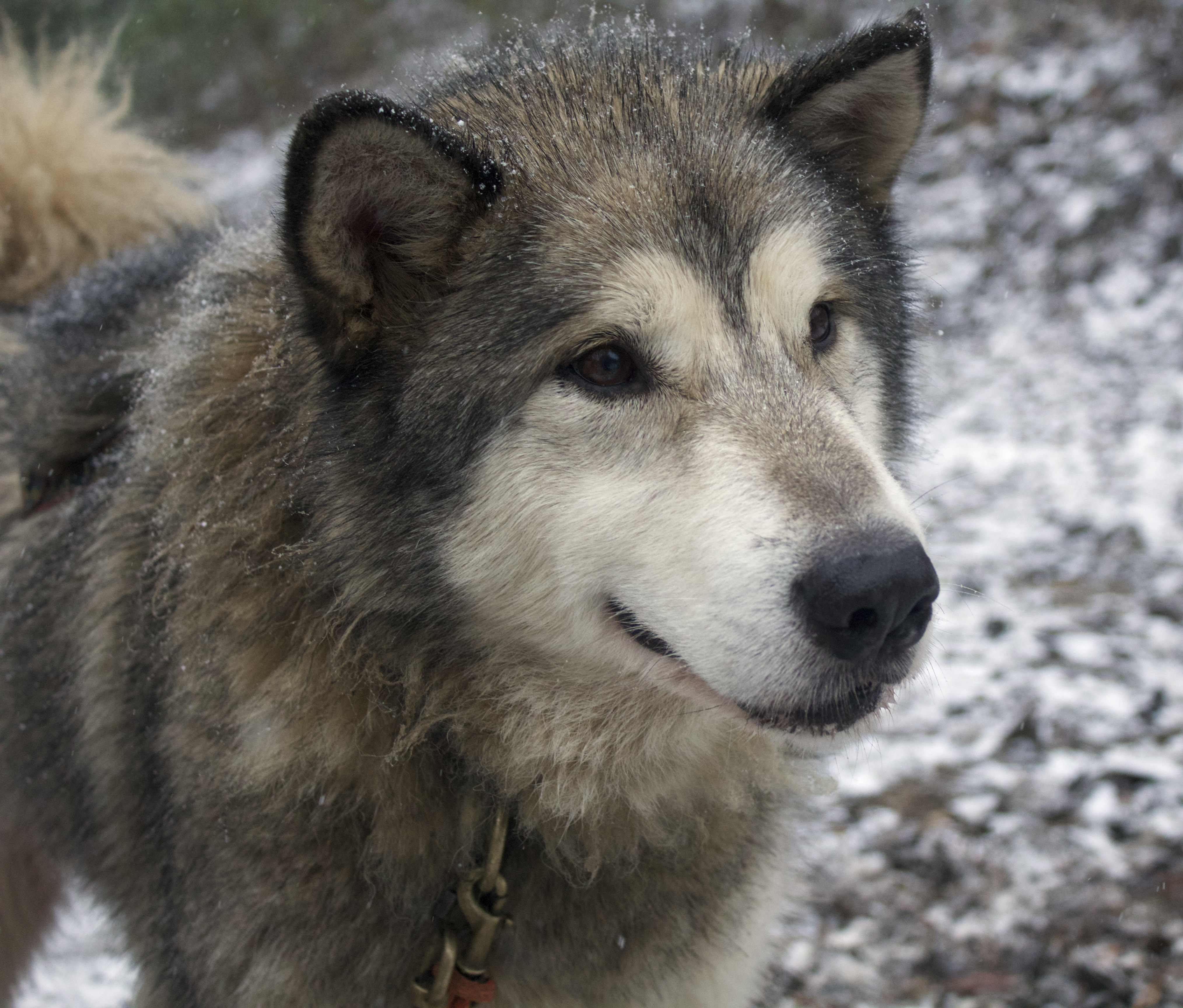Photos et videos des chiens de traîneaux dans le Vercors