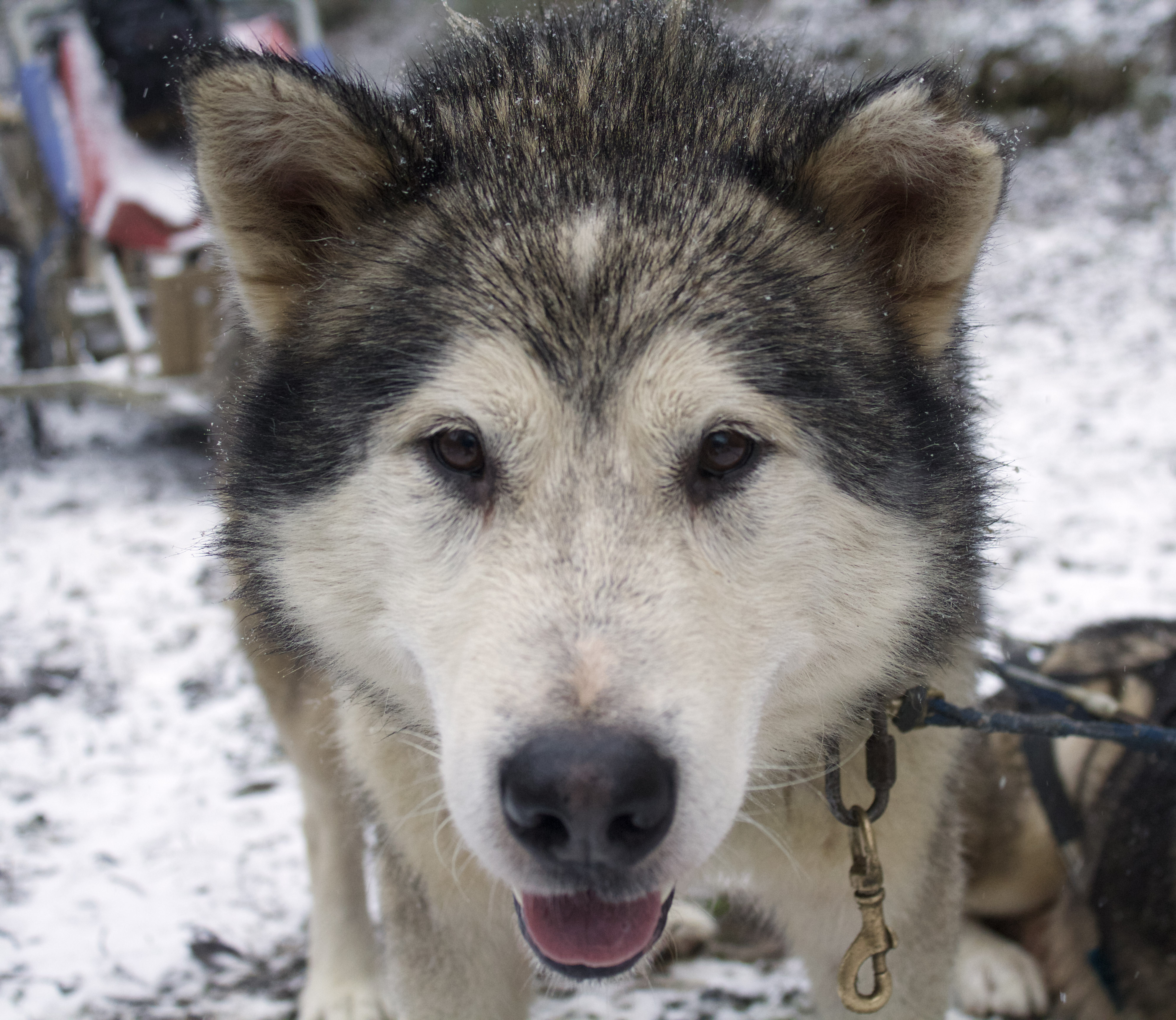 Photos et videos des chiens de traîneaux dans le Vercors