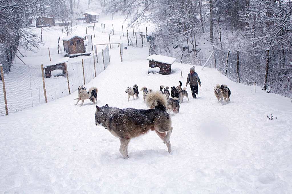 Photos et videos des chiens de traîneaux dans le Vercors