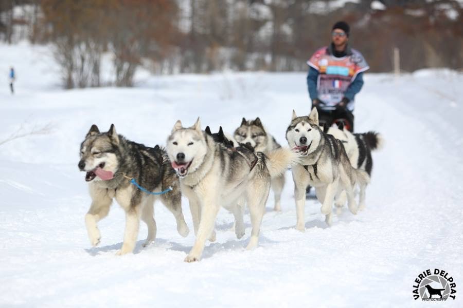 Photos et videos des chiens de traîneaux dans le Vercors