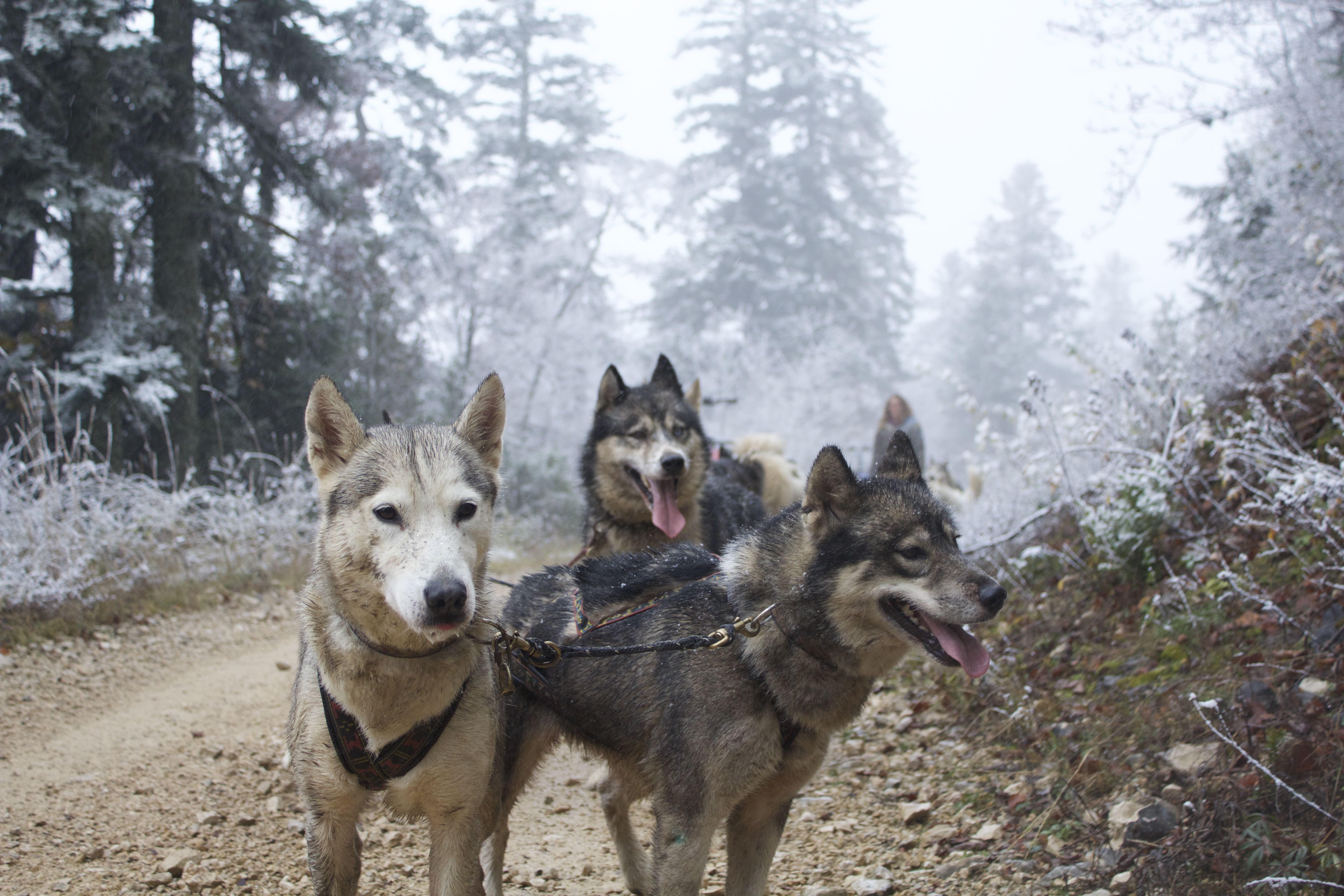 Photos et videos des chiens de traîneaux dans le Vercors