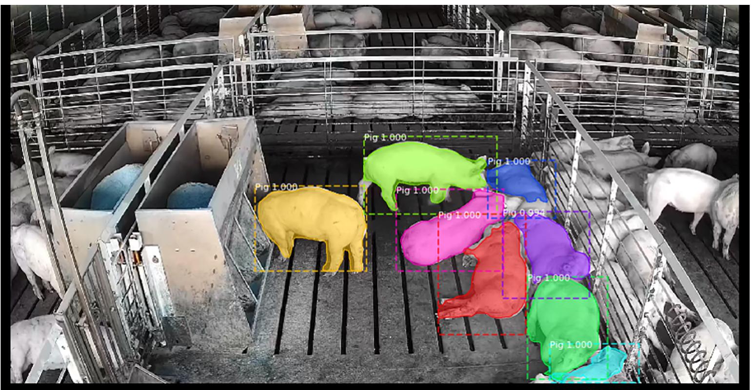 Automated pig visual sensemaking addresses human limitations