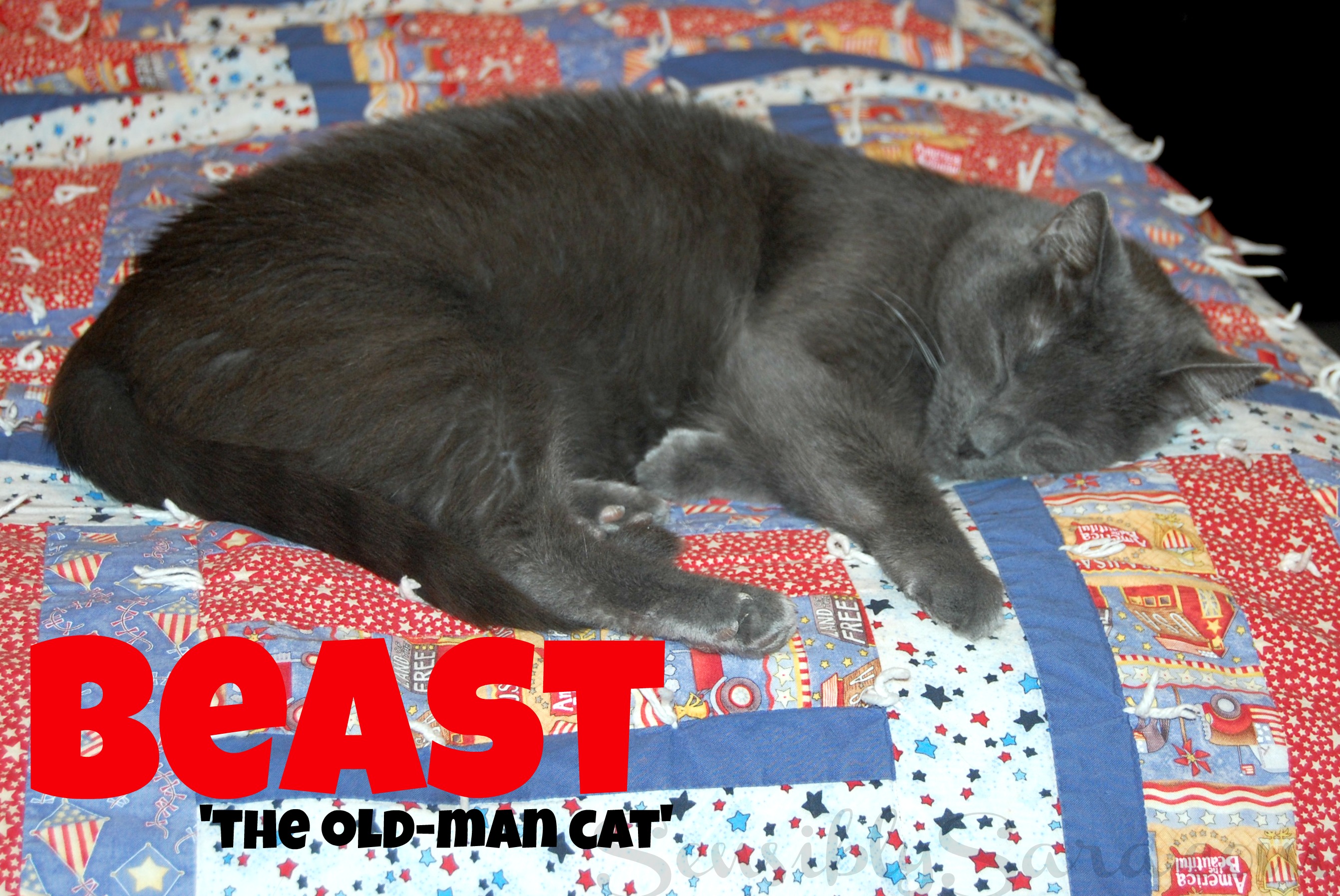 Fresh Step Cat Litter at Sam's Club ClubFreshStep cbias shop