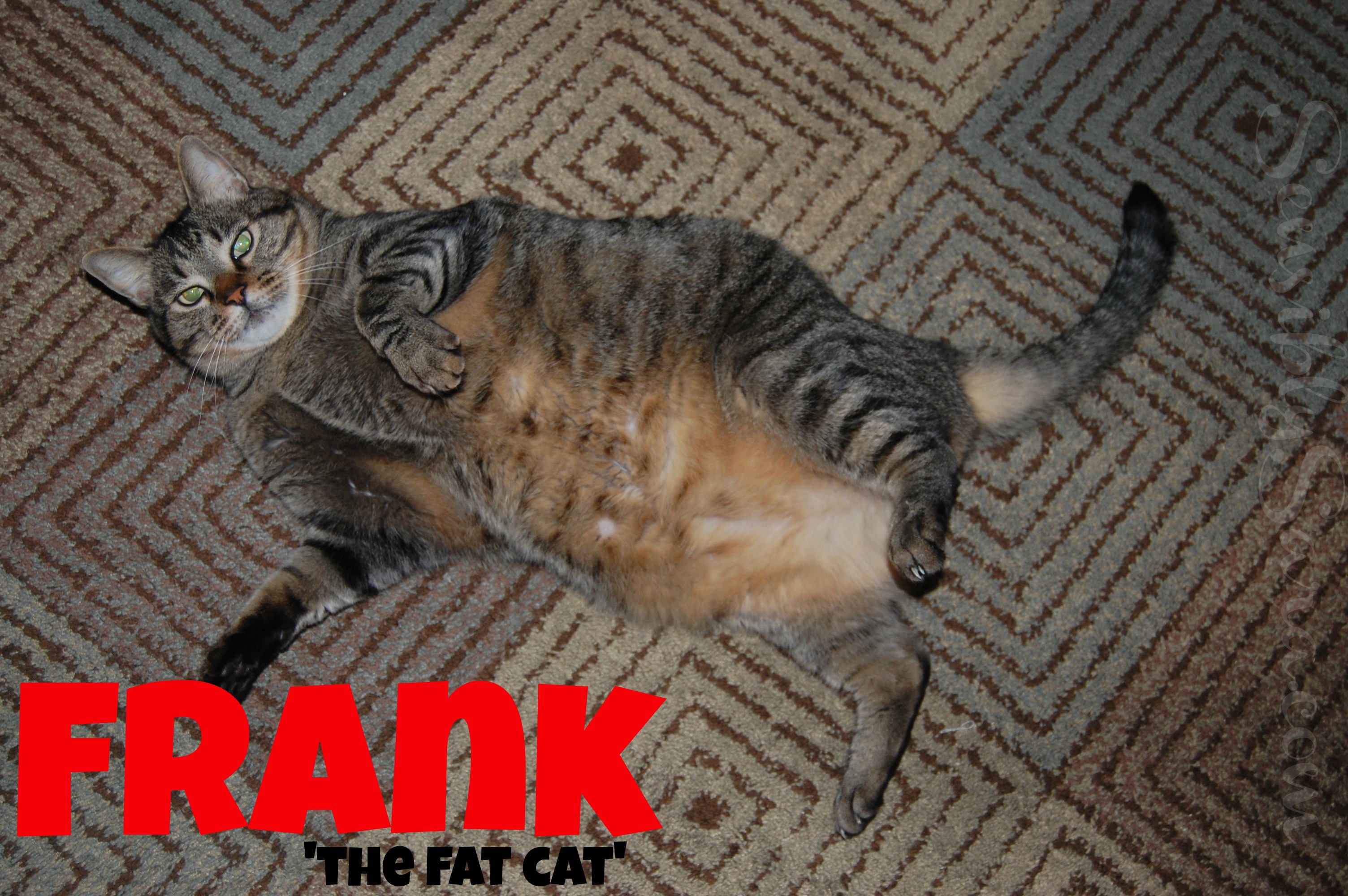 Fresh Step Cat Litter at Sam's Club ClubFreshStep cbias shop