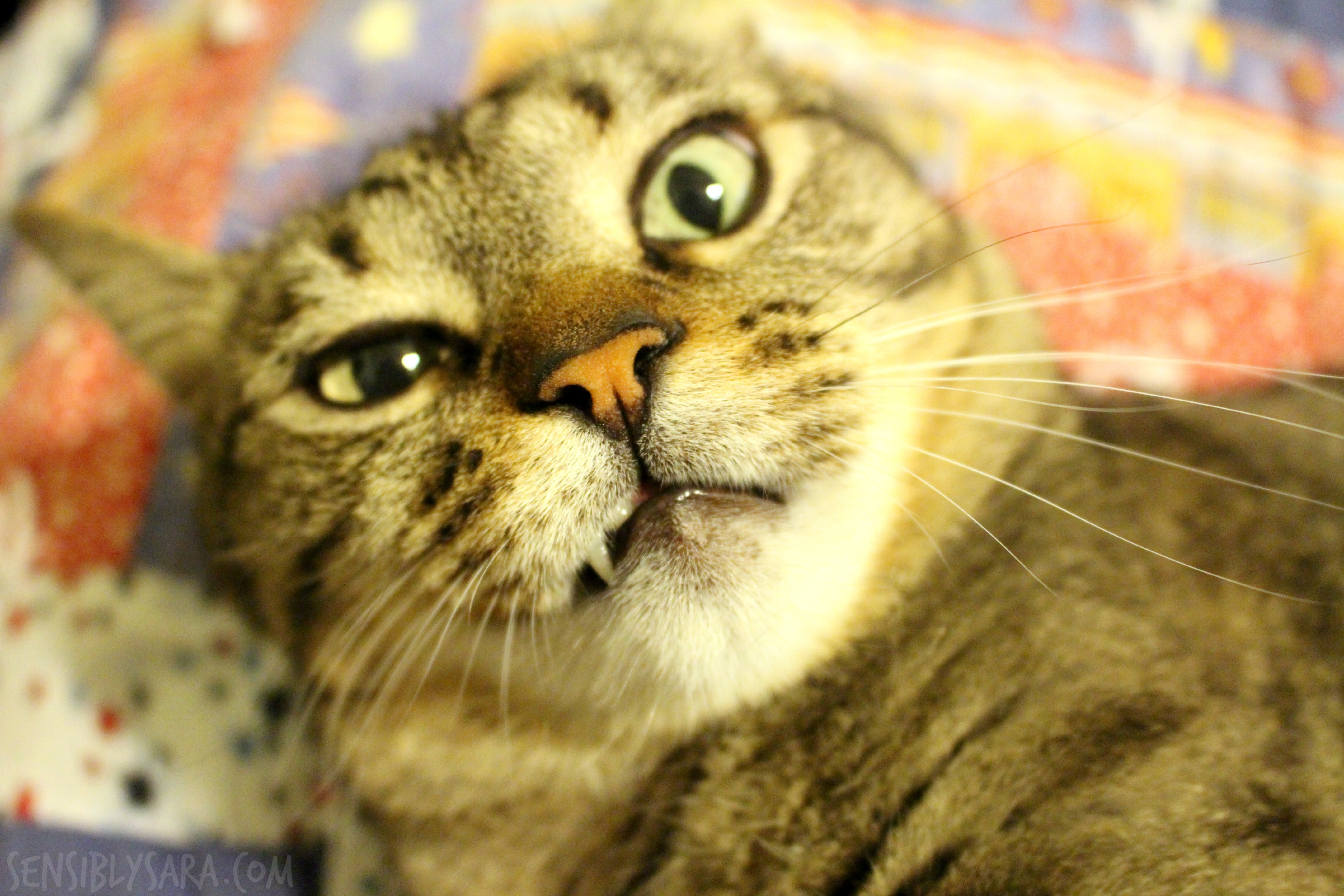 Wordless Wednesday Stink Eye