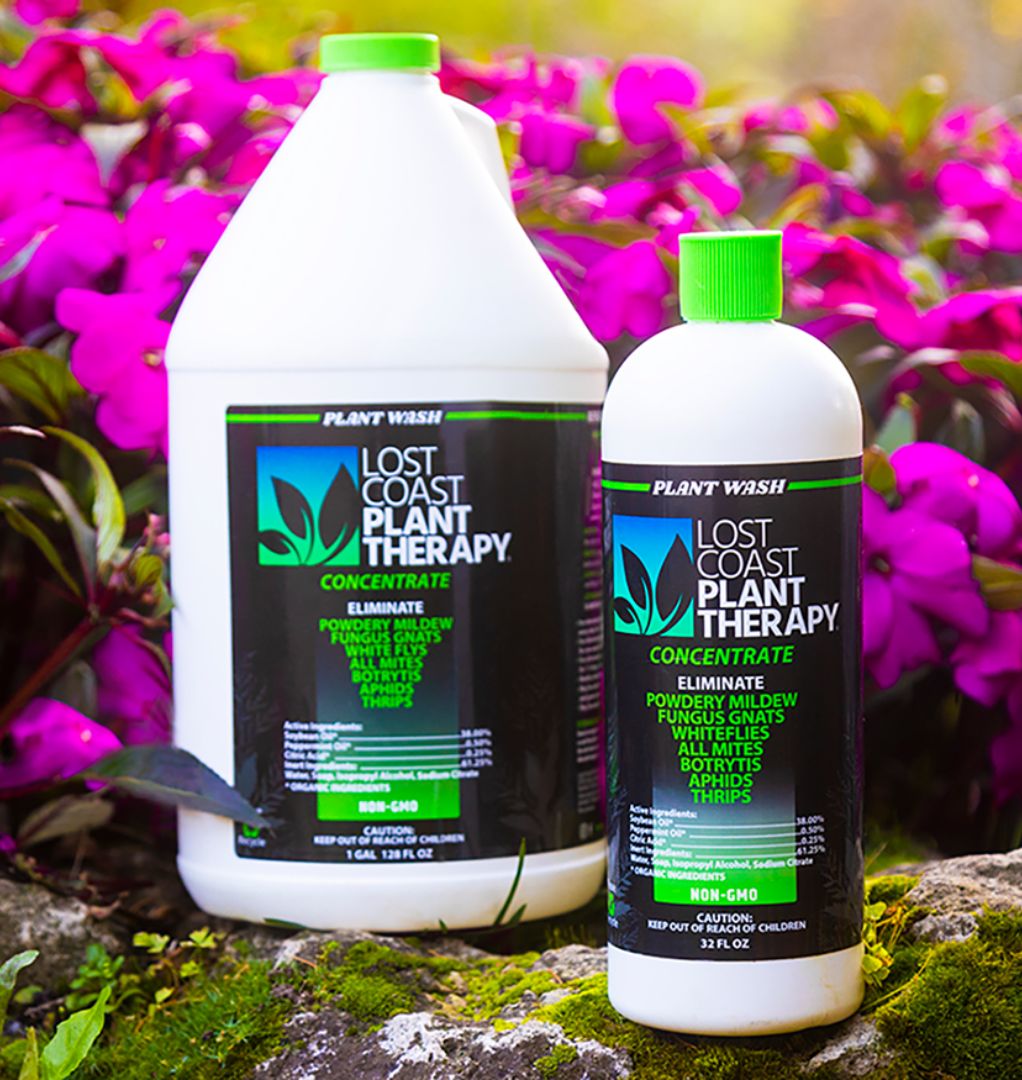 Lost Coast Plant Therapy Sensi Magazine Redefining Wellness