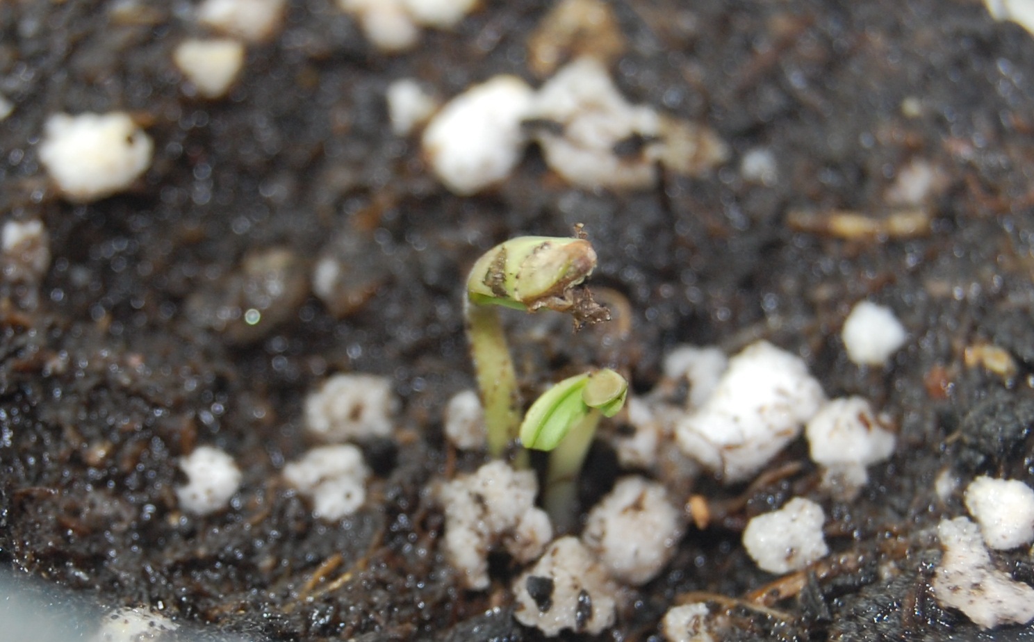 Una semilla 2 Plantas La Marihuana