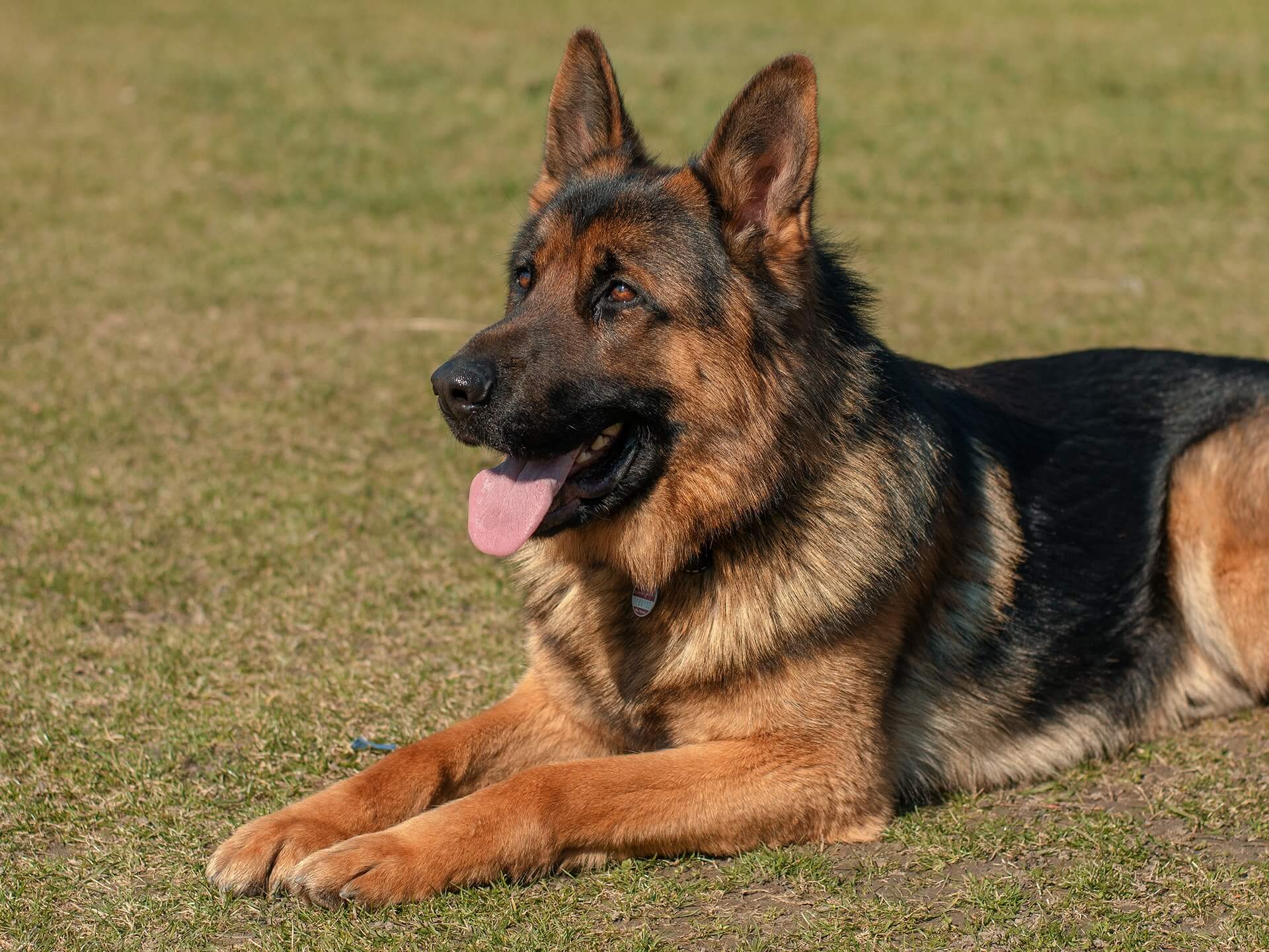 Police Dogs A Necessity or a Disservice