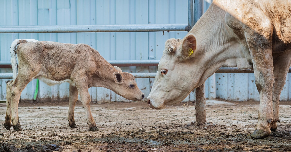 Animal Protection What Are the Laws that Protect Animals?