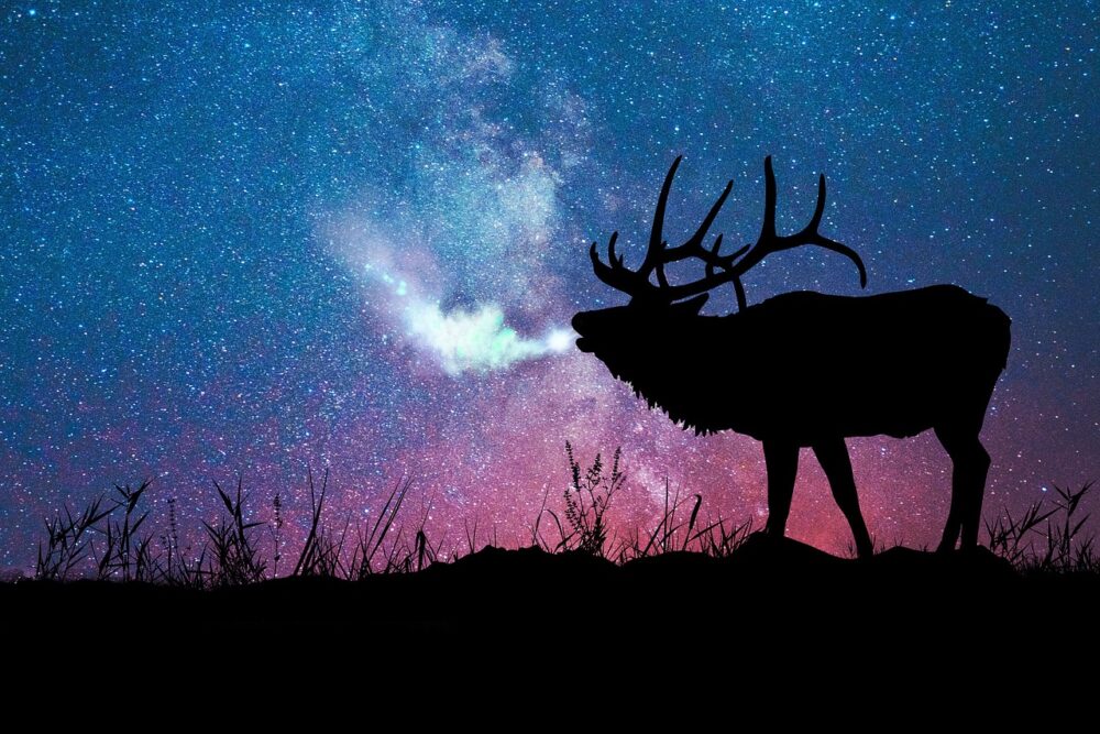 9 Amazing Attributes of Elk Animal Totem Sentient Muse