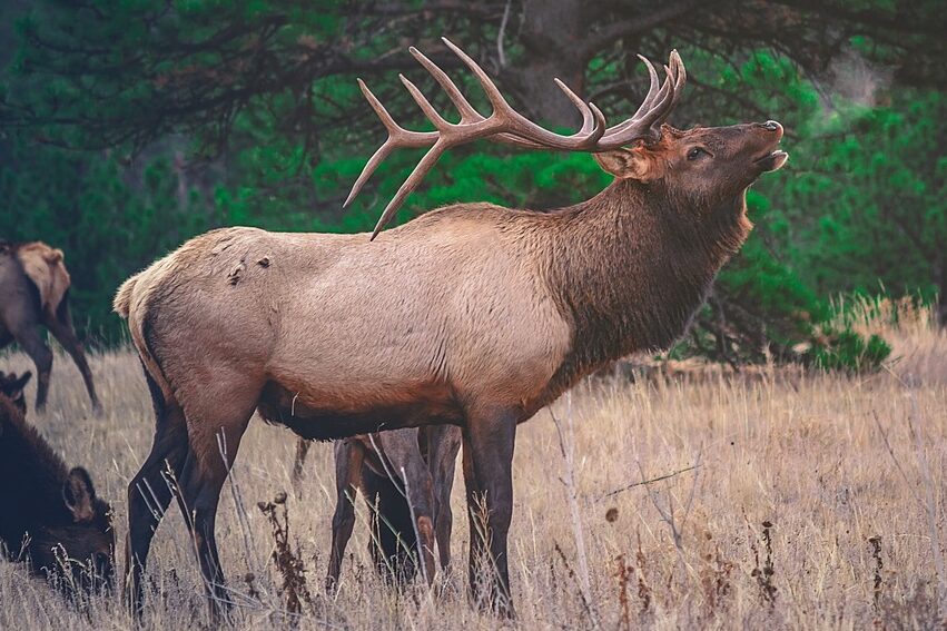 9 Amazing Attributes of Elk Animal Totem Sentient Muse