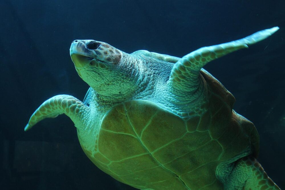7 Amazing Attributes of Sea Turtle Spirit Animal Sentient Muse