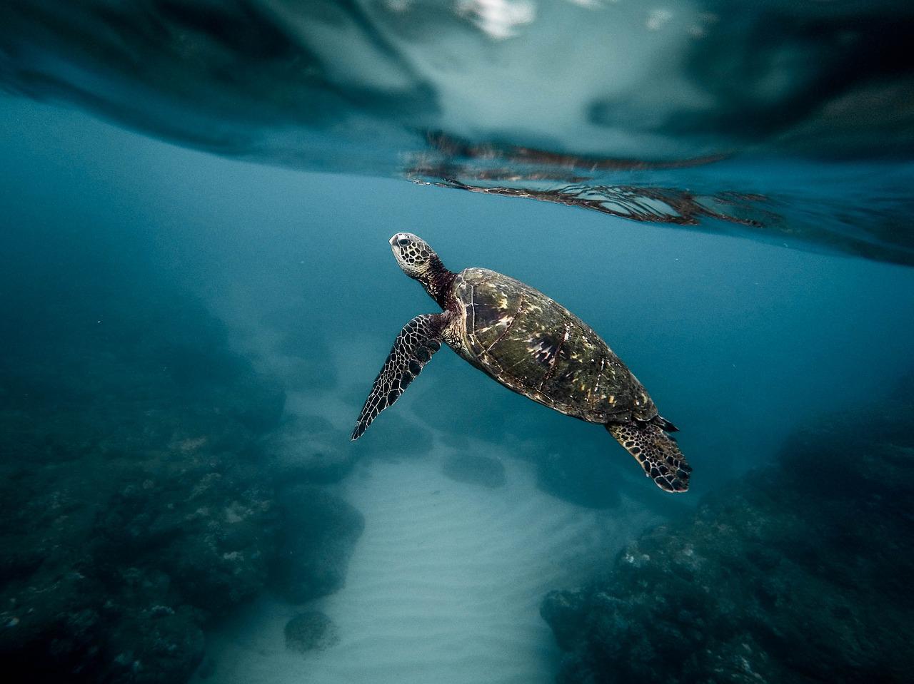 7 Amazing Attributes of Sea Turtle Spirit Animal Sentient Muse