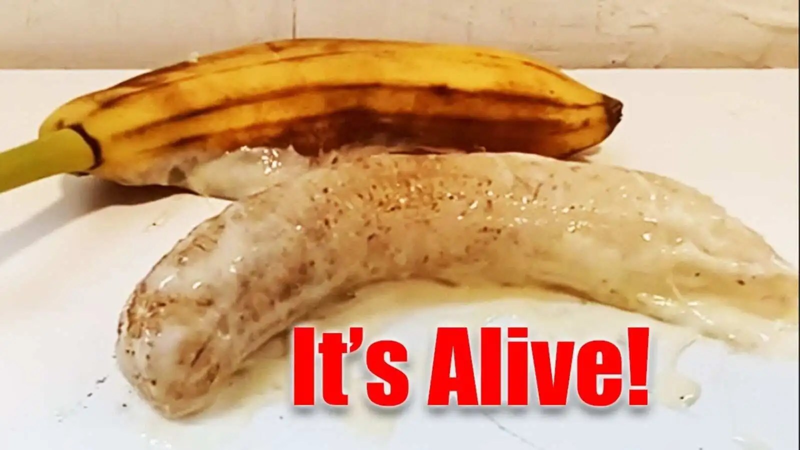 Lab Banana Everything You Need To Know About The Alive And Moving