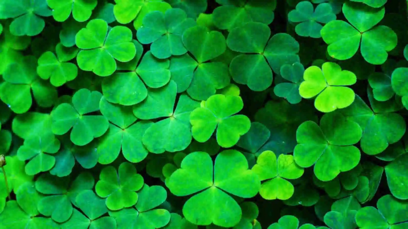 Saint Patrick's Day What Does It Mean And Why Do We Celebrate It