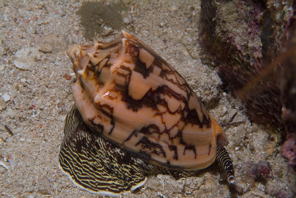 Clams and Snails Gloria.Freund