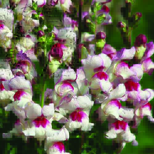 SNAPDRAGONS…Dragon Flowers The Simpsonville Sentinel