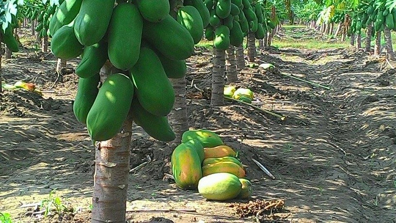 Jual Bibit Pepaya / Benih Pepaya CALINA IPB 9 085608566034