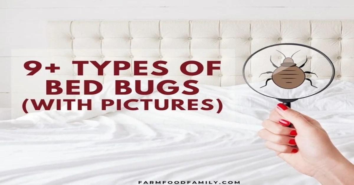Different Types Bed Bugs May Find Normally In A New Apartment