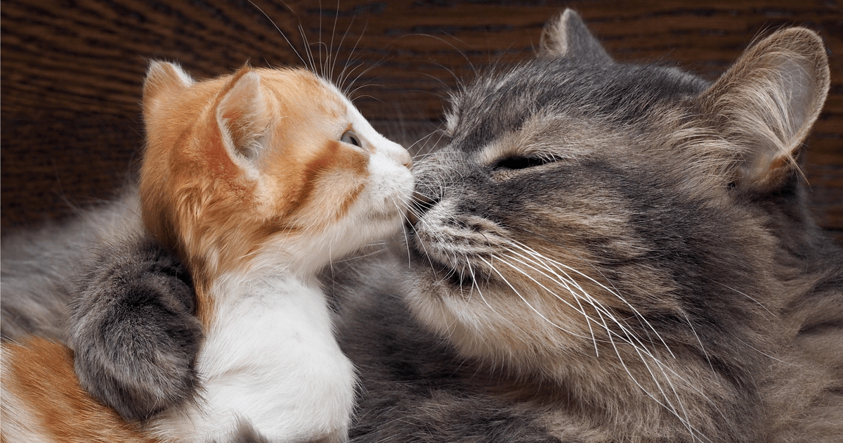 Best Cat Litter for Odour Control Sepicat