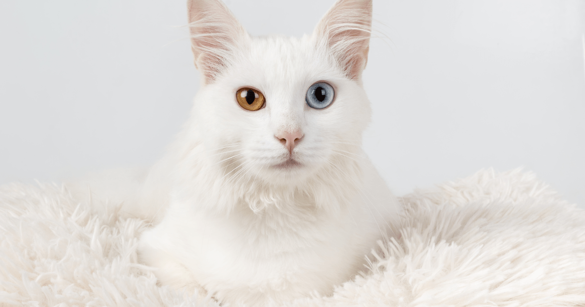 Curiosities about white cats Sepicat