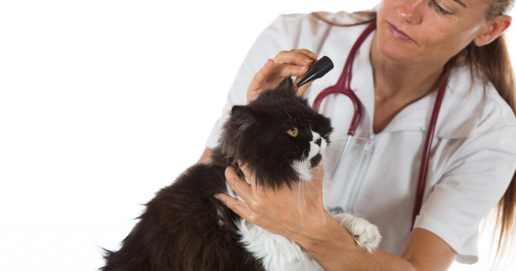 Tricks for detecting deafness in cats Sepicat