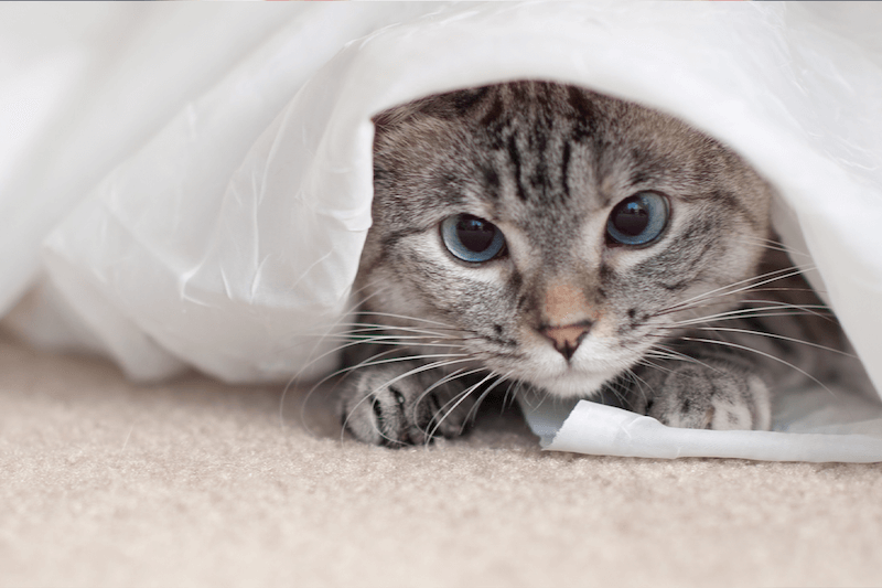 The 10 most popular cats on the Sepicat