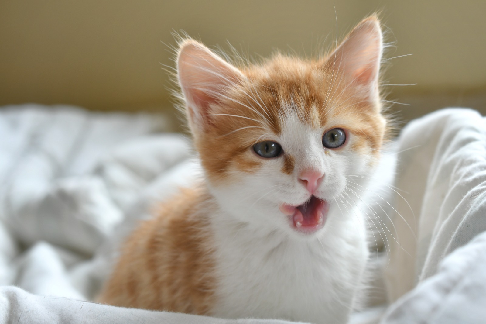 Do cats cry? Sepicat